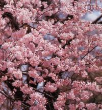 �R�q�K���U�N���P