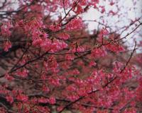 �J���q�U�N���Q