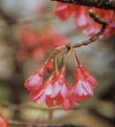 �J���q�U�N���P