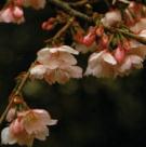 �J���U�N��