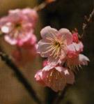 �c�o�L�J���U�N��