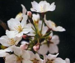 �\���C���V�m�S